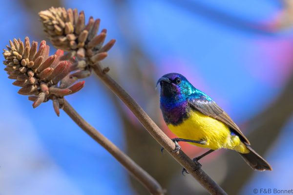 Variable Sunbird - Zimbabwe - Nyanga - 2026