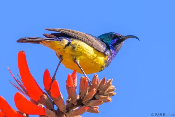 Variable Sunbird - Zimbabwe - Nyanga - 2026