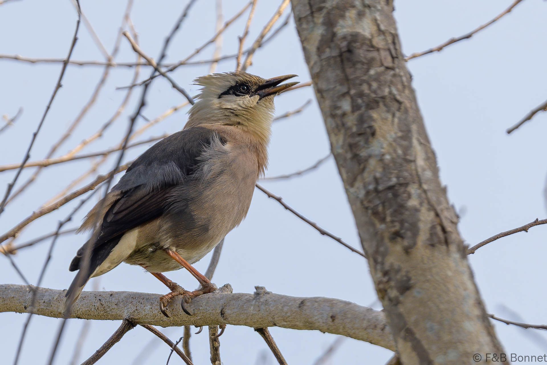Vinous-breasted Myna - Thailand - Bang Phra - 2023