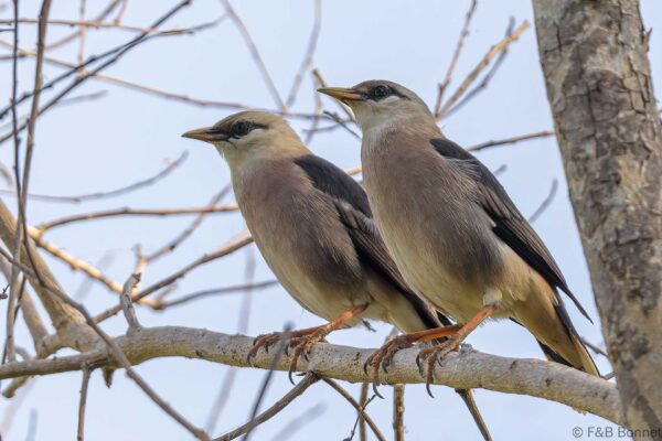 Vinous-breasted Myna - Thailand - Bang Phra - 2023