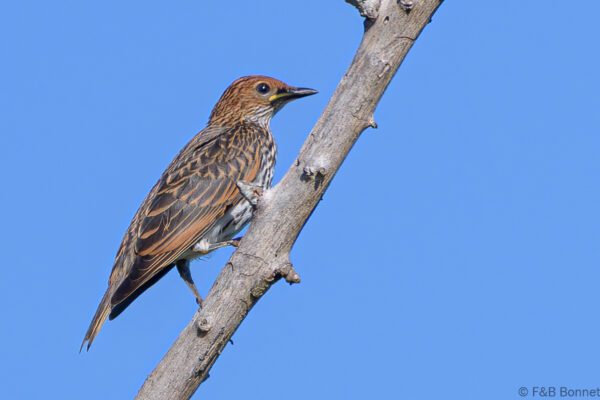Violet-backed Starling ♀ - South Africa - Ndumu - 2022