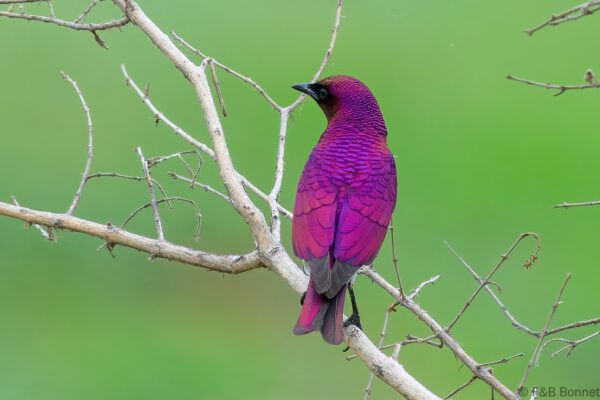 Violet-backed Starling ♂ - South Africa - Kruger NP - 2025