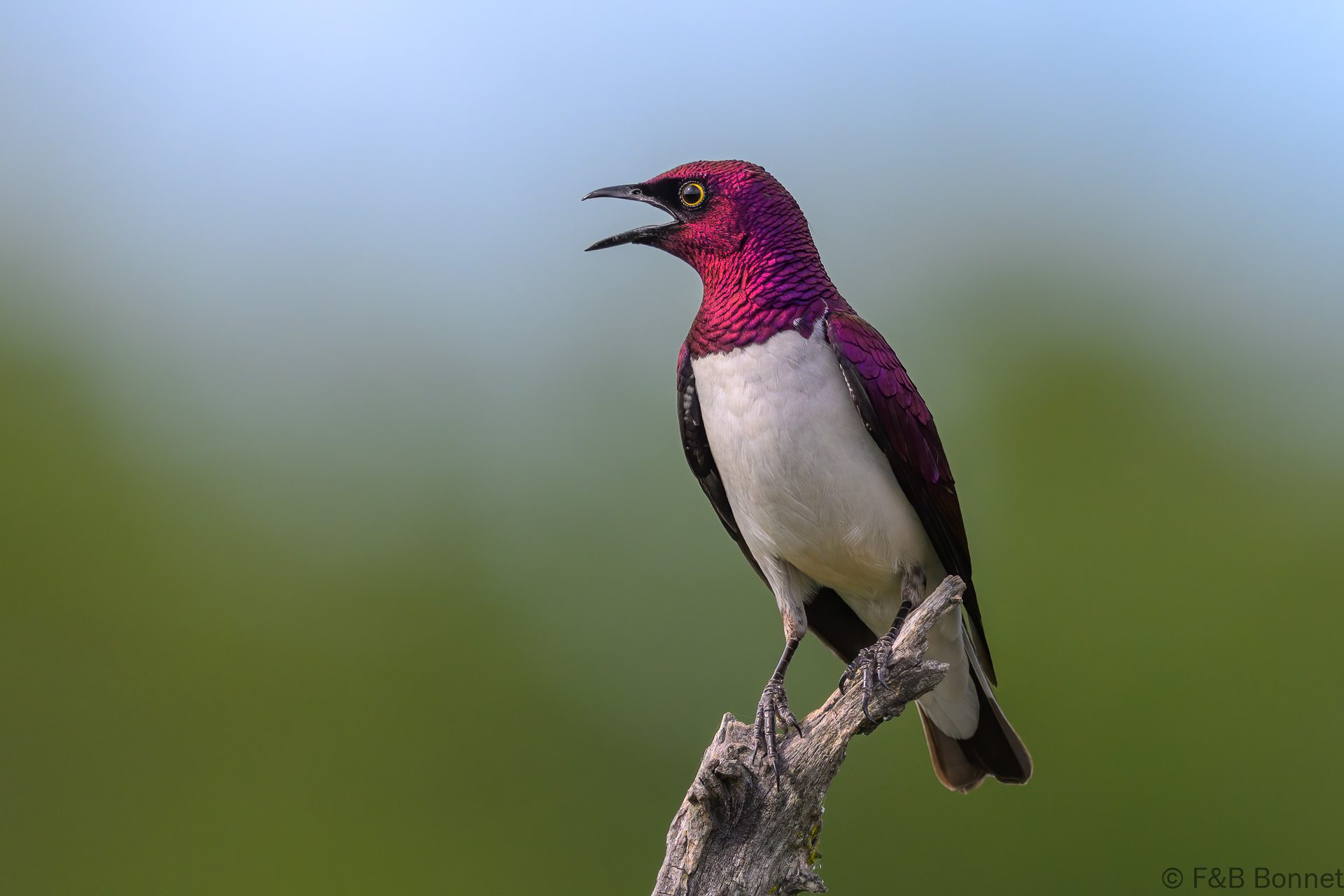 Violet-backed Starling ♂ - South Africa - Kruger NP - 2025