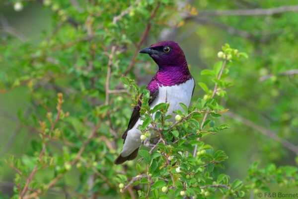 Violet-backed Starling ♂ - South Africa - Kruger NP - 2025