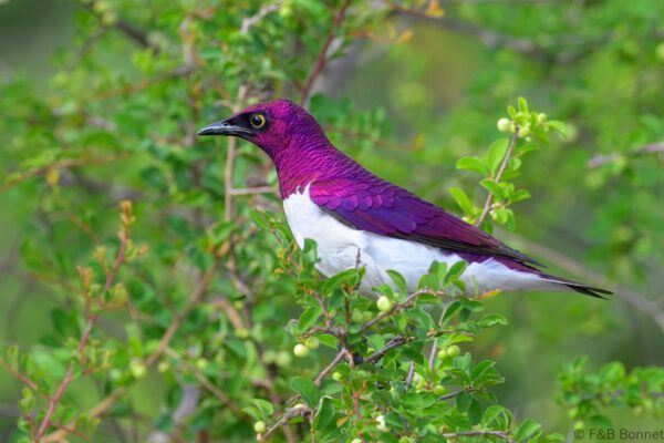 Violet-backed Starling ♂ - South Africa - Kruger NP - 2025