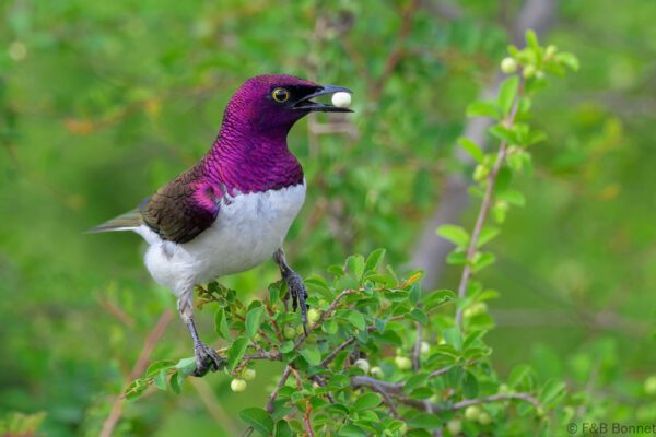 Violet-backed Starling ♂ - South Africa - Kruger NP - 2025
