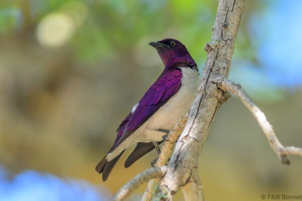 Violet-backed Starling ♂ - South Africa - Kruger NP - 2025