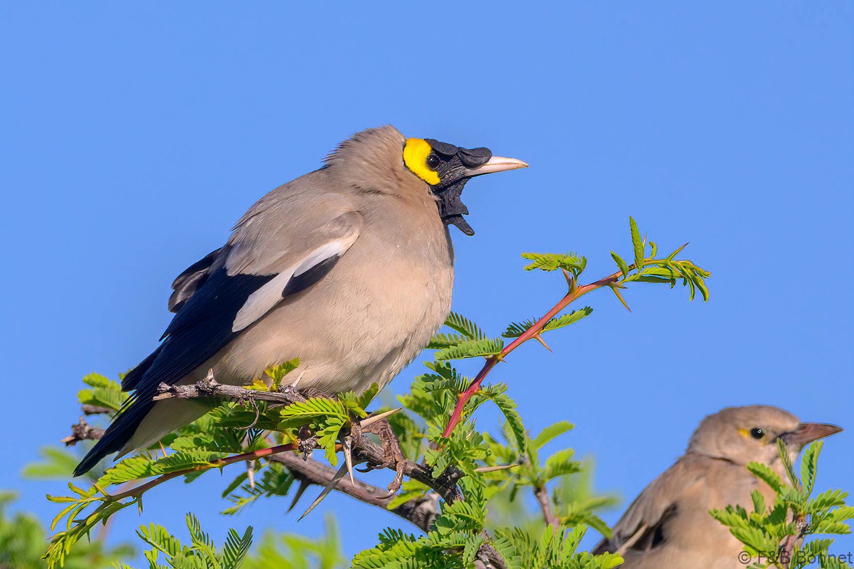 Wattled Starling ♂ - South Africa - Mokala NP - 2025
