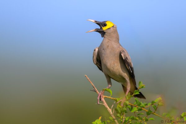 Wattled Starling ♂ - South Africa - Kruger NP - 2025