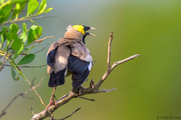 Wattled Starling ♂ - South Africa - Kruger NP - 2025