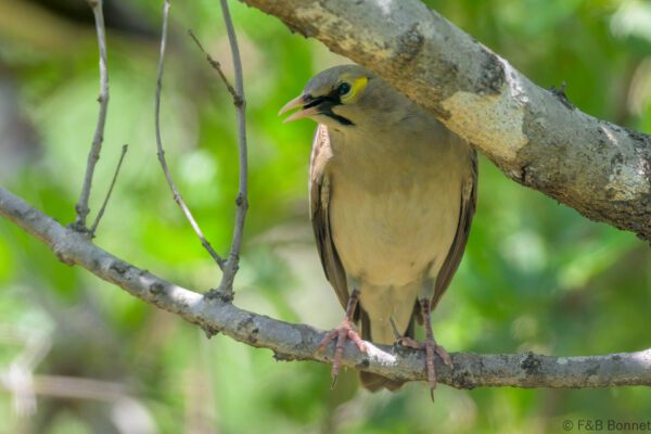 Wattled Starling ♀ - South Africa - Kruger NP - 2025