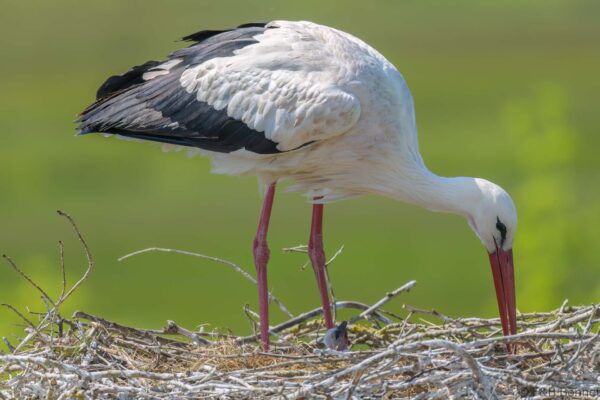 Cigogne blanche - France - Pays de la Loire - 2024