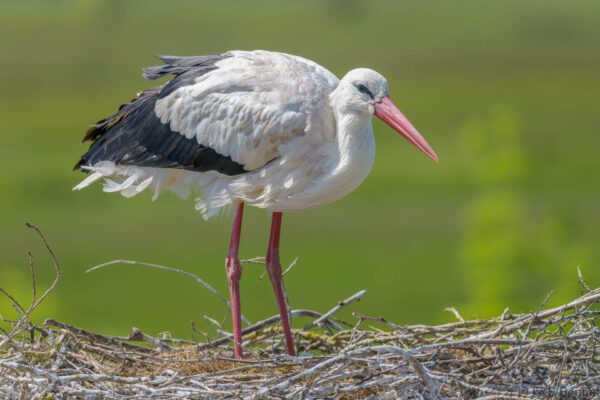 Cigogne blanche - France - Pays de la Loire - 2024