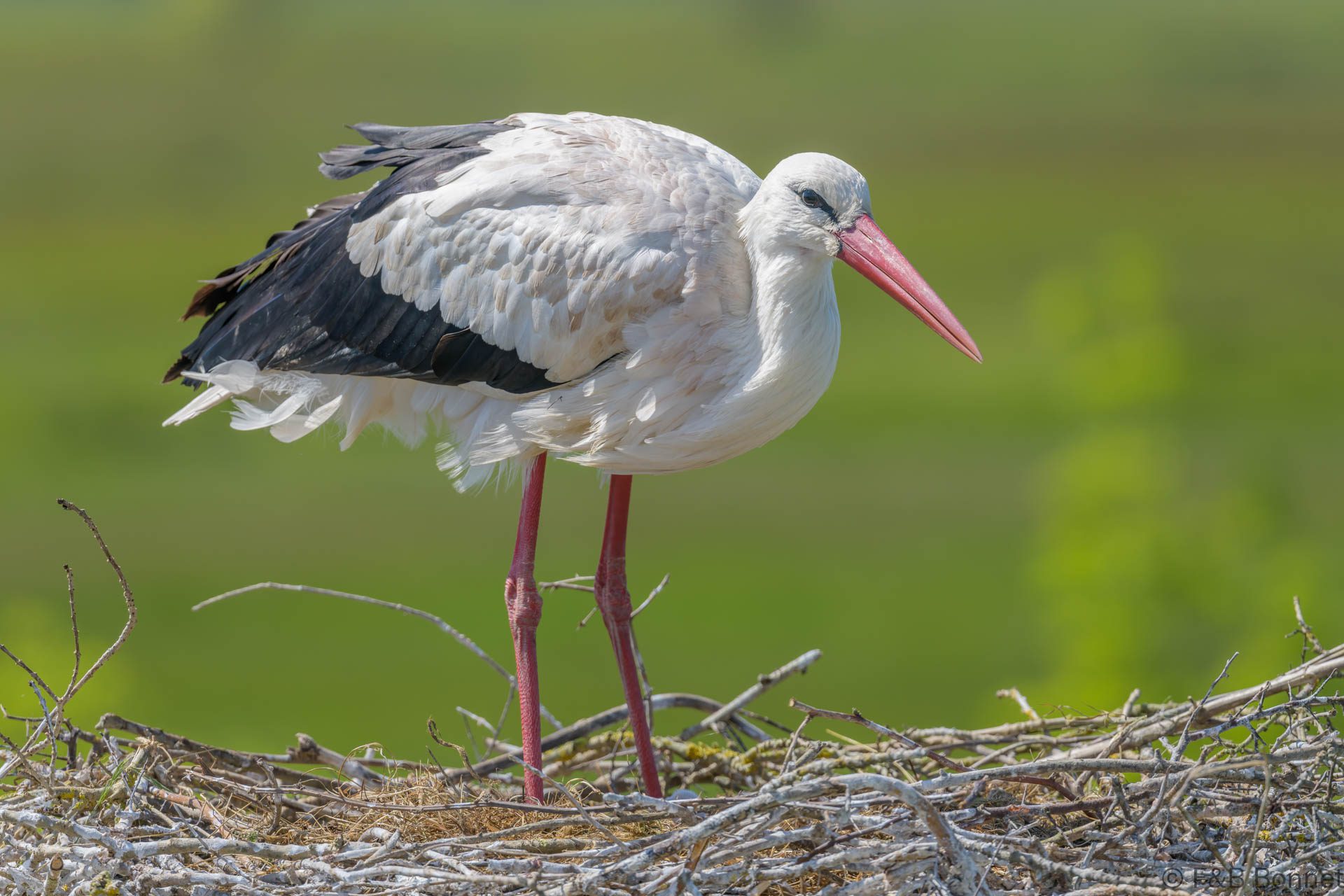 Cigogne blanche - France - Pays de la Loire - 2024