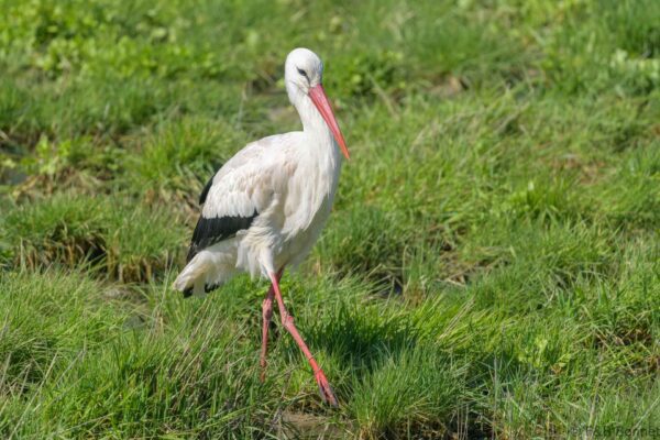 Cigogne blanche - France - Pays de la Loire - 2024
