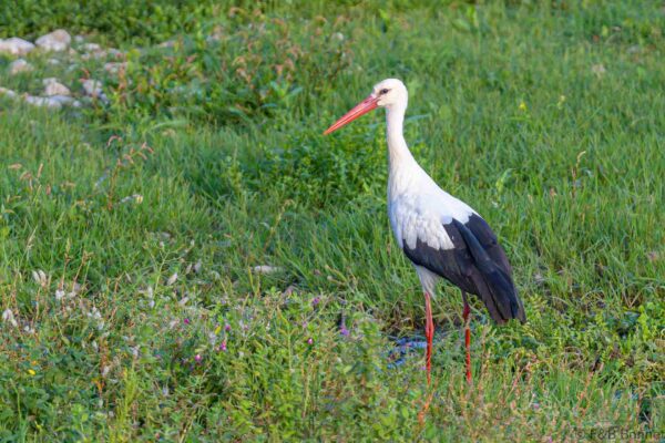 Cigüeña blanca - España - Andalucía - 2022