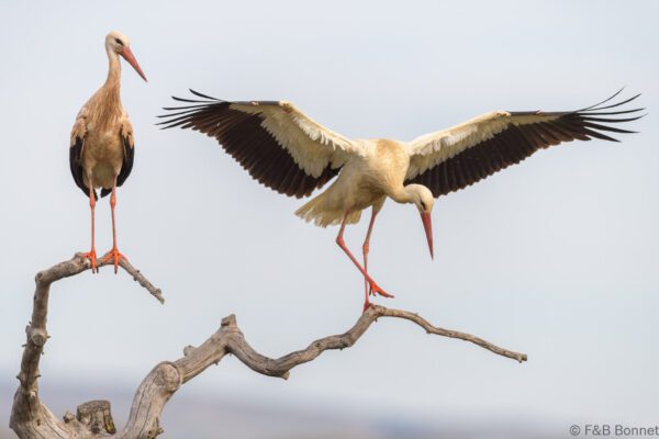 Cigüeña blanca - España - Castilla La Mancha - 2024