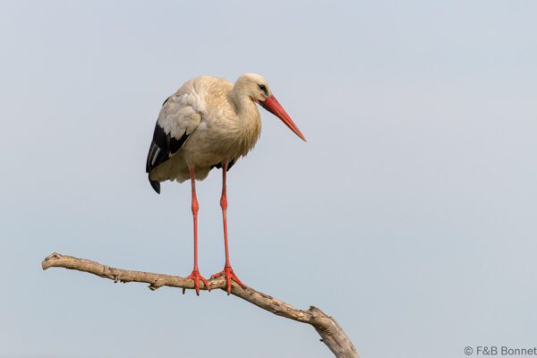 Cigüeña blanca - España - Castilla La Mancha - 2024