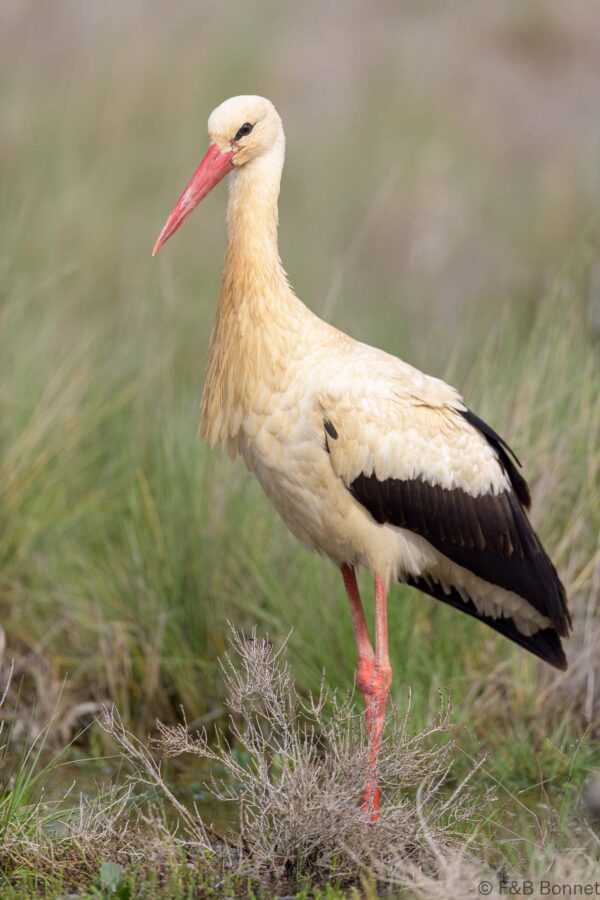 Cigüeña blanca - España - Castilla La Mancha - 2024
