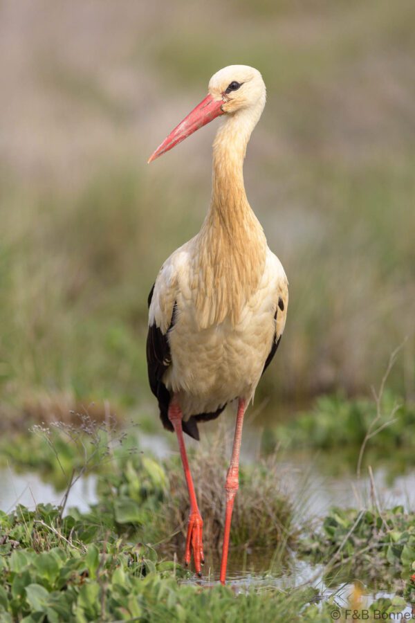 Cigüeña blanca - España - Castilla La Mancha - 2024
