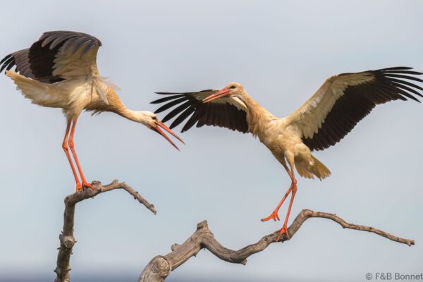 Cigüeña blanca - España - Castilla La Mancha - 2024