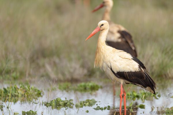 Cigüeña blanca - España - Castilla La Mancha - 2024