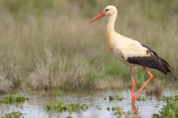 Cigüeña blanca - España - Castilla La Mancha - 2024