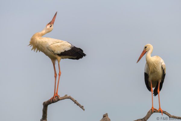 Cigüeña blanca - España - Castilla La Mancha - 2024