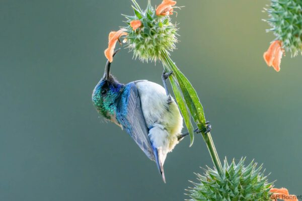White-bellied Sunbird - South Africa - Marakele NP - 2025