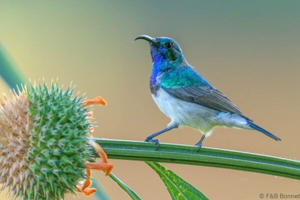 White-bellied Sunbird - South Africa - Marakele NP - 2025