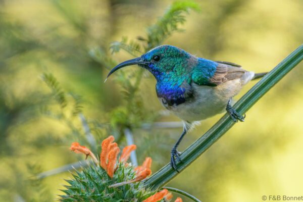 White-bellied Sunbird - South Africa - Marakele NP - 2025