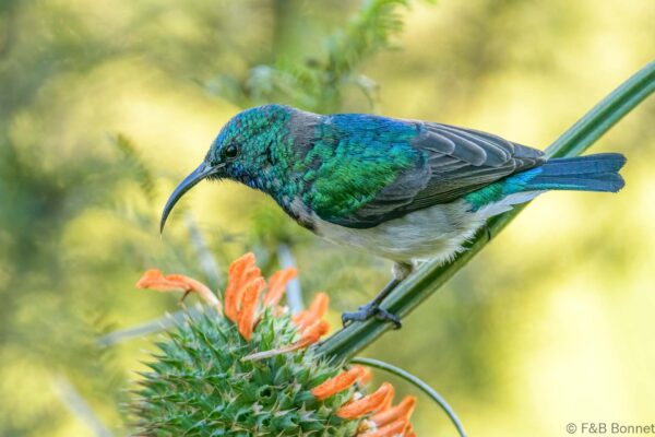 White-bellied Sunbird - South Africa - Marakele NP - 2025