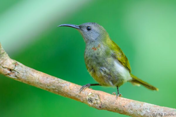 White-flanked Sunbird - Indonesia - East Java - 2025