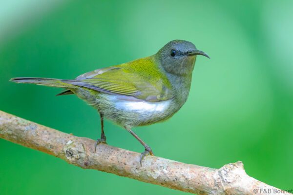 White-flanked Sunbird - Indonesia - East Java - 2025