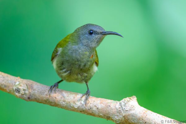 White-flanked Sunbird - Indonesia - East Java - 2025