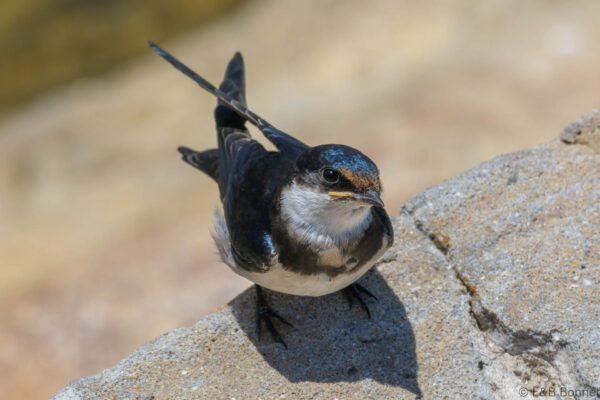 White-throated Swallow - South Africa - Lambert's Bay - 2022