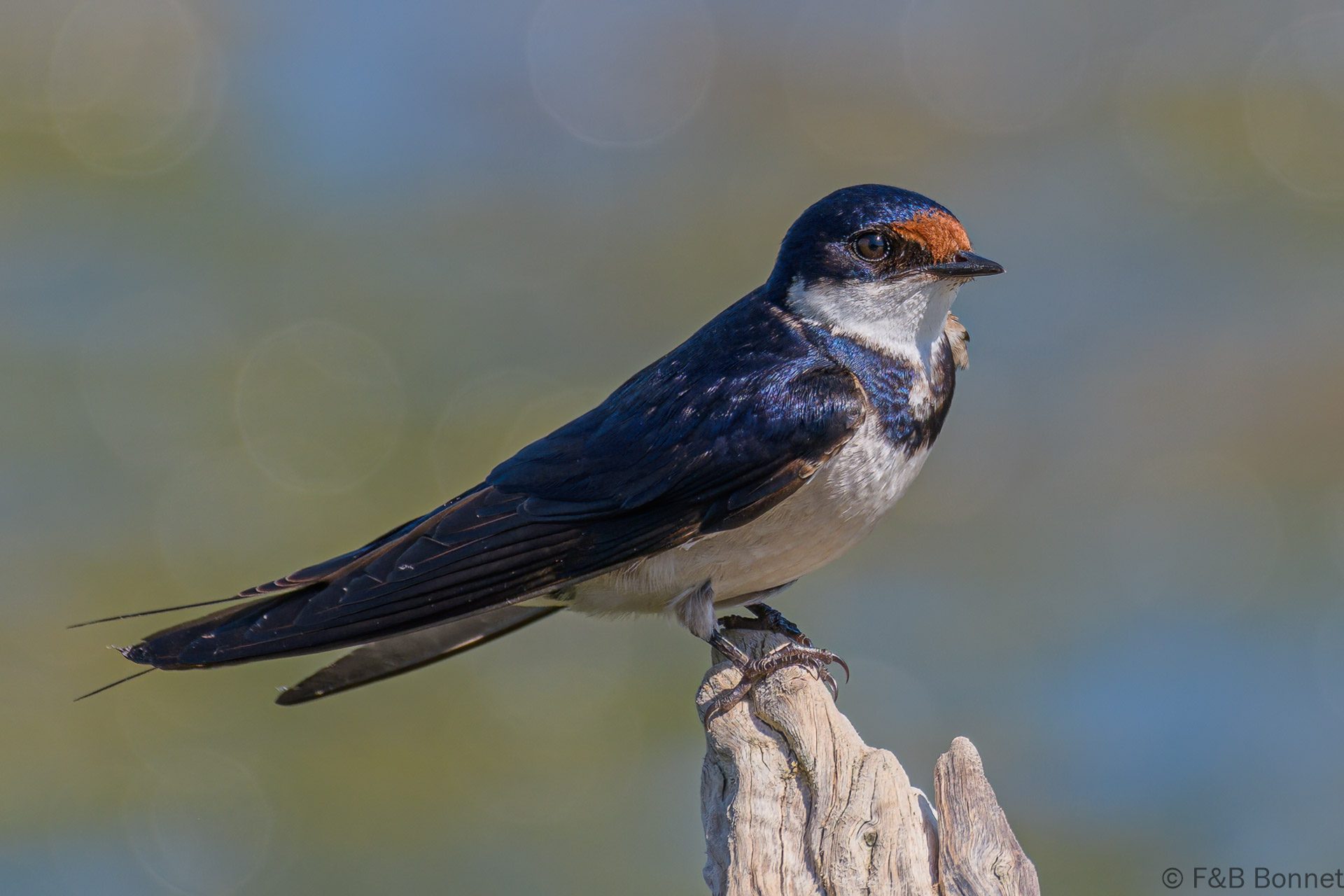 White-throated Swallow - South Africa - Langvlei/Rondevlei - 2022