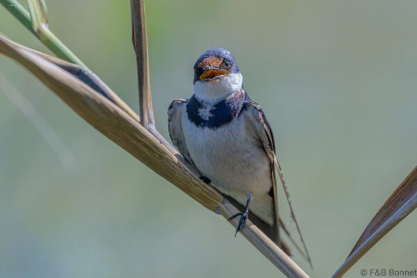 White-throated Swallow - South Africa - Langvlei/Rondevlei - 2022