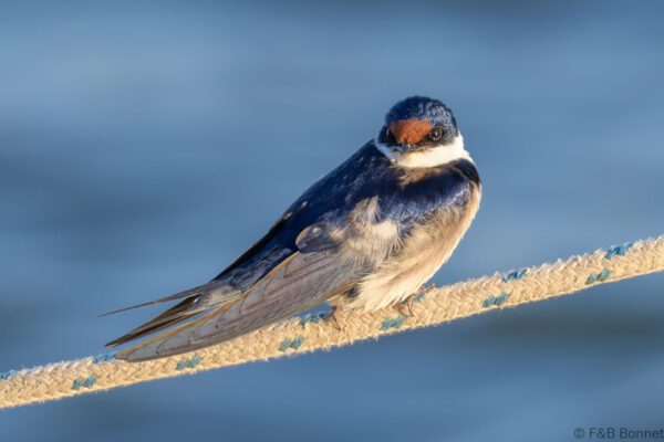 White-throated Swallow - South Africa - Velddrif - 2024