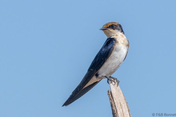 Hirondelle à longs brins - Sénégal - Elinkine - 2023