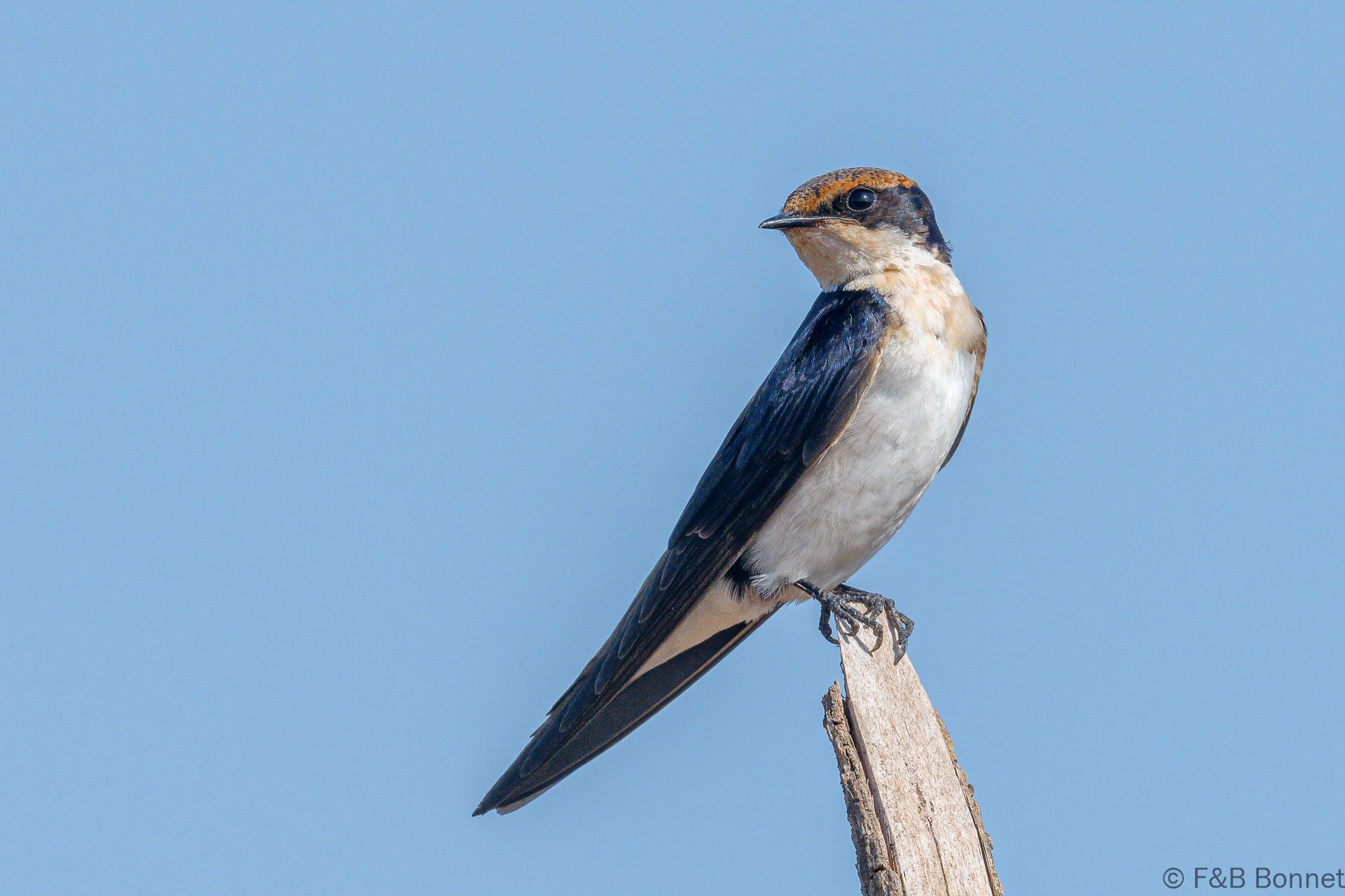 Hirondelle à longs brins - Sénégal - Elinkine - 2023