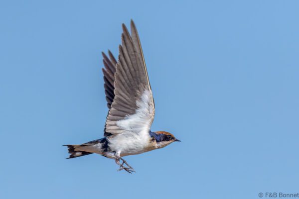 Hirondelle à longs brins - Sénégal - Elinkine - 2023