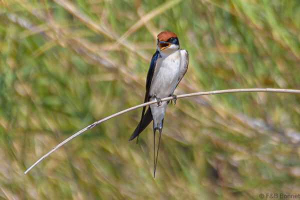 Wire-tailed Swallow - South Africa - Hluhluwe-Imfolozi - 2022