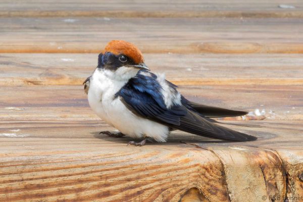 Wire-tailed Swallow - South Africa - iSimangaliso - 2026