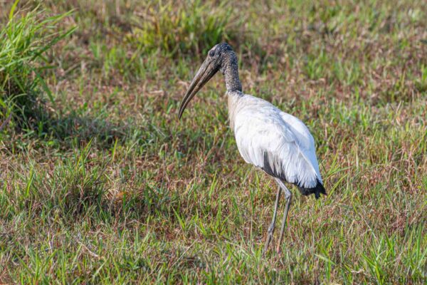 Tántalo americano - Costa Rica - Caño negro - 2021