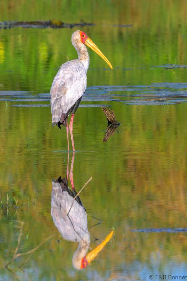 Yellow-billed Stork - South Africa - Mapungubwe NP - 2025
