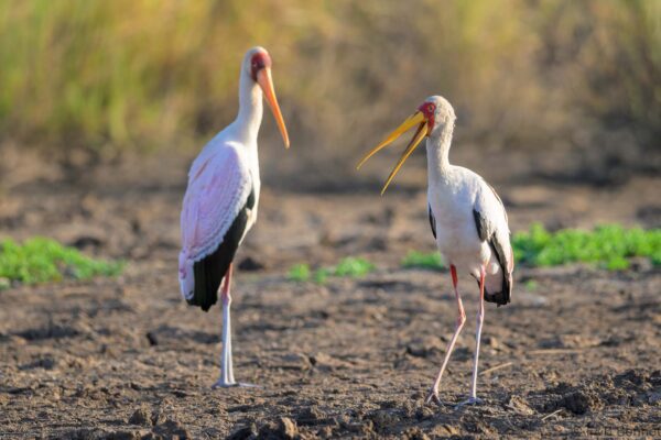 Yellow-billed Stork - South Africa - Mapungubwe NP - 2025