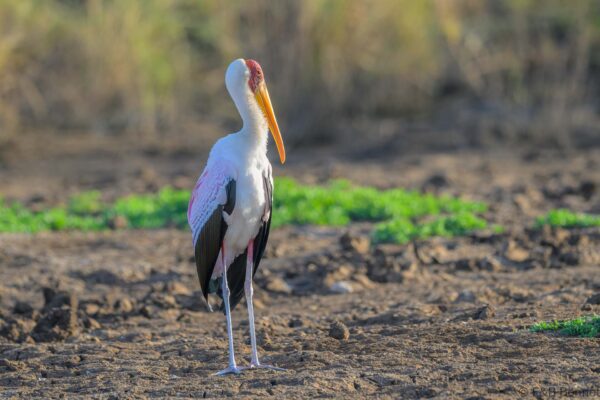 Yellow-billed Stork - South Africa - Mapungubwe NP - 2025