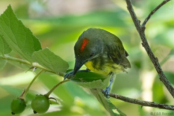 Yellow-breasted Flowerpecker - Thailand - Krung Ching - 2026