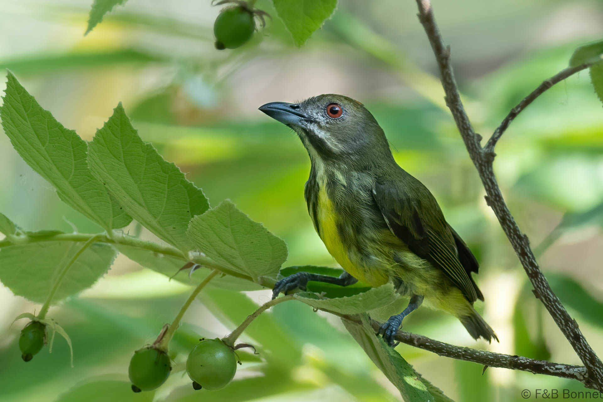 Yellow-breasted Flowerpecker - Thailand - Krung Ching - 2026